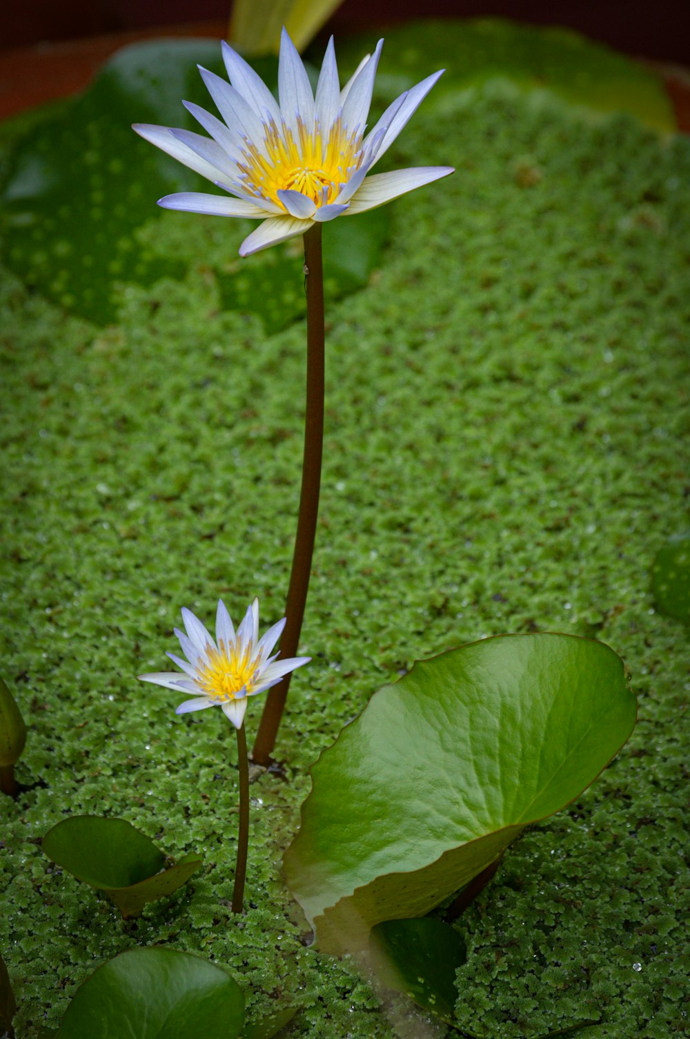 a couple of white flowers sitting on top of a lush green field