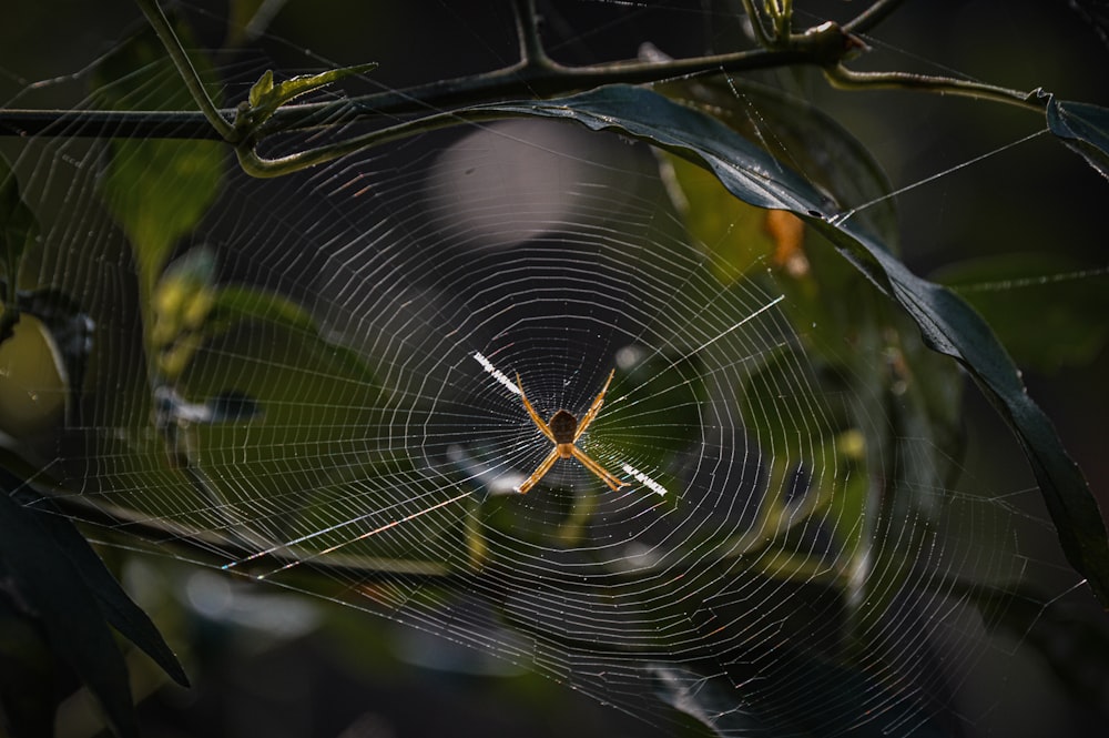 a close up of a spider web on a tree