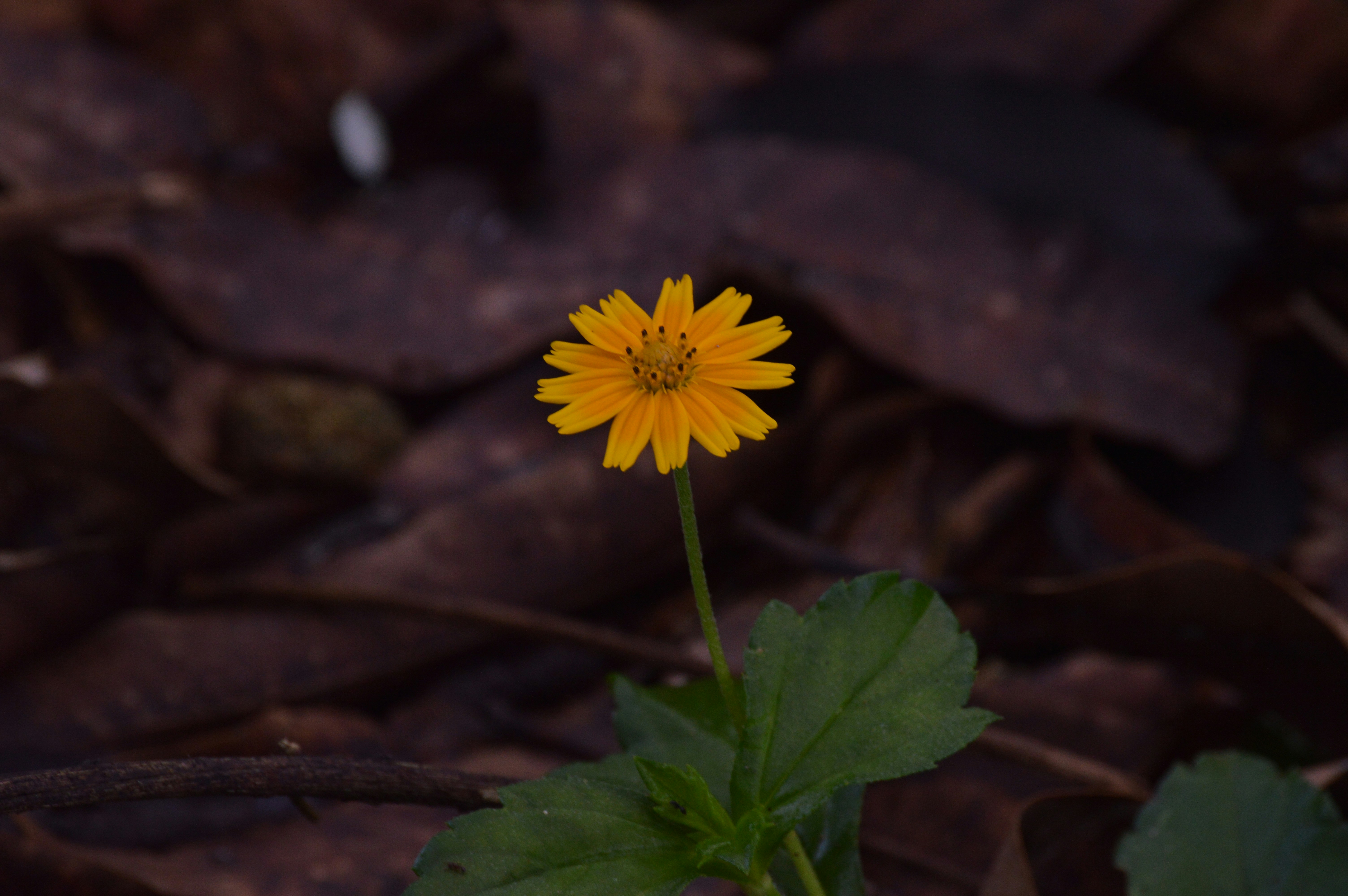 Photo by jithinvijayamohanan