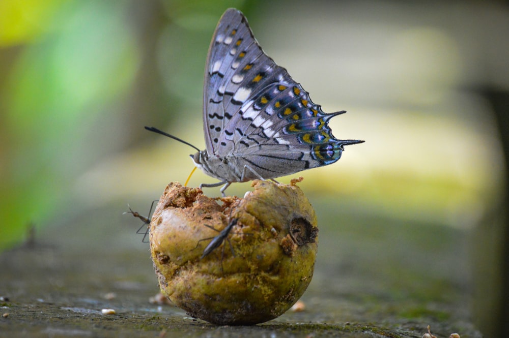 a butterfly sitting on top of a piece of food