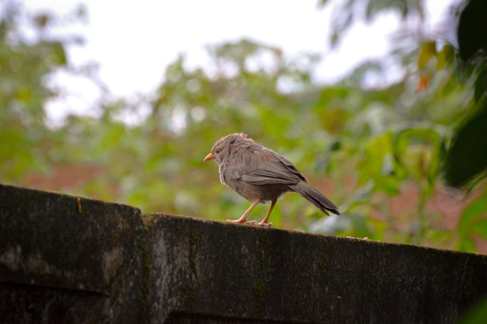 a small bird sitting on top of a stone wall