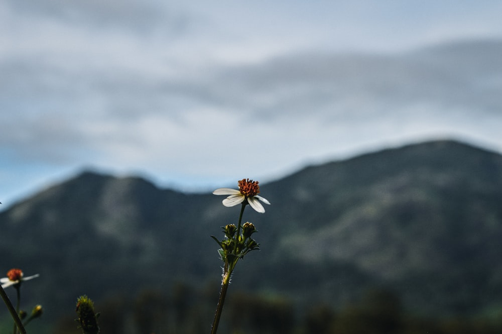a lone flower in a field with mountains in the background