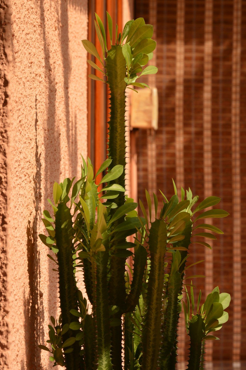 a potted plant sitting in front of a wall