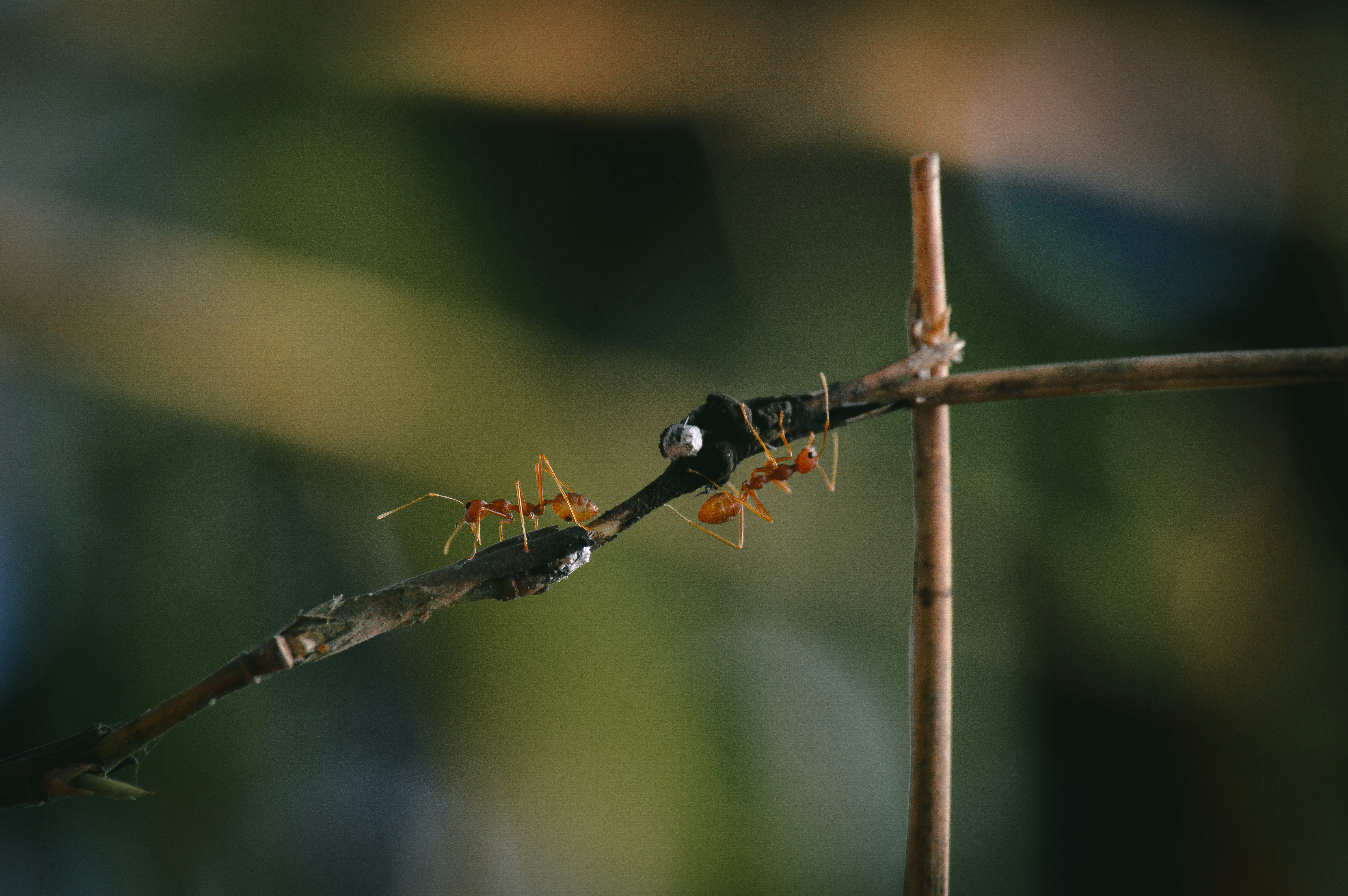 Photo by jithinvijayamohanan