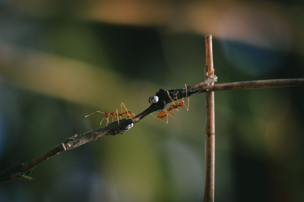 a close up of two ants on a tree branch