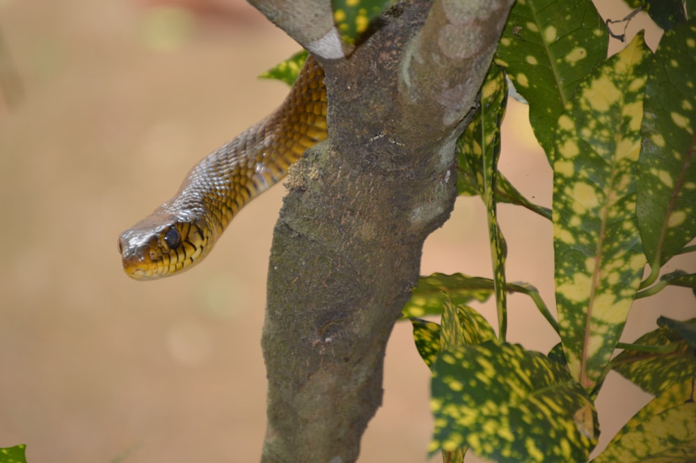 a snake hanging on to a tree branch