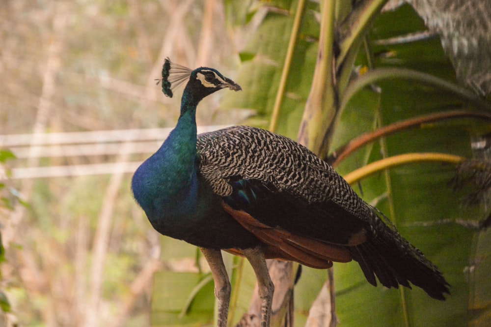 a peacock standing on top of a tree branch