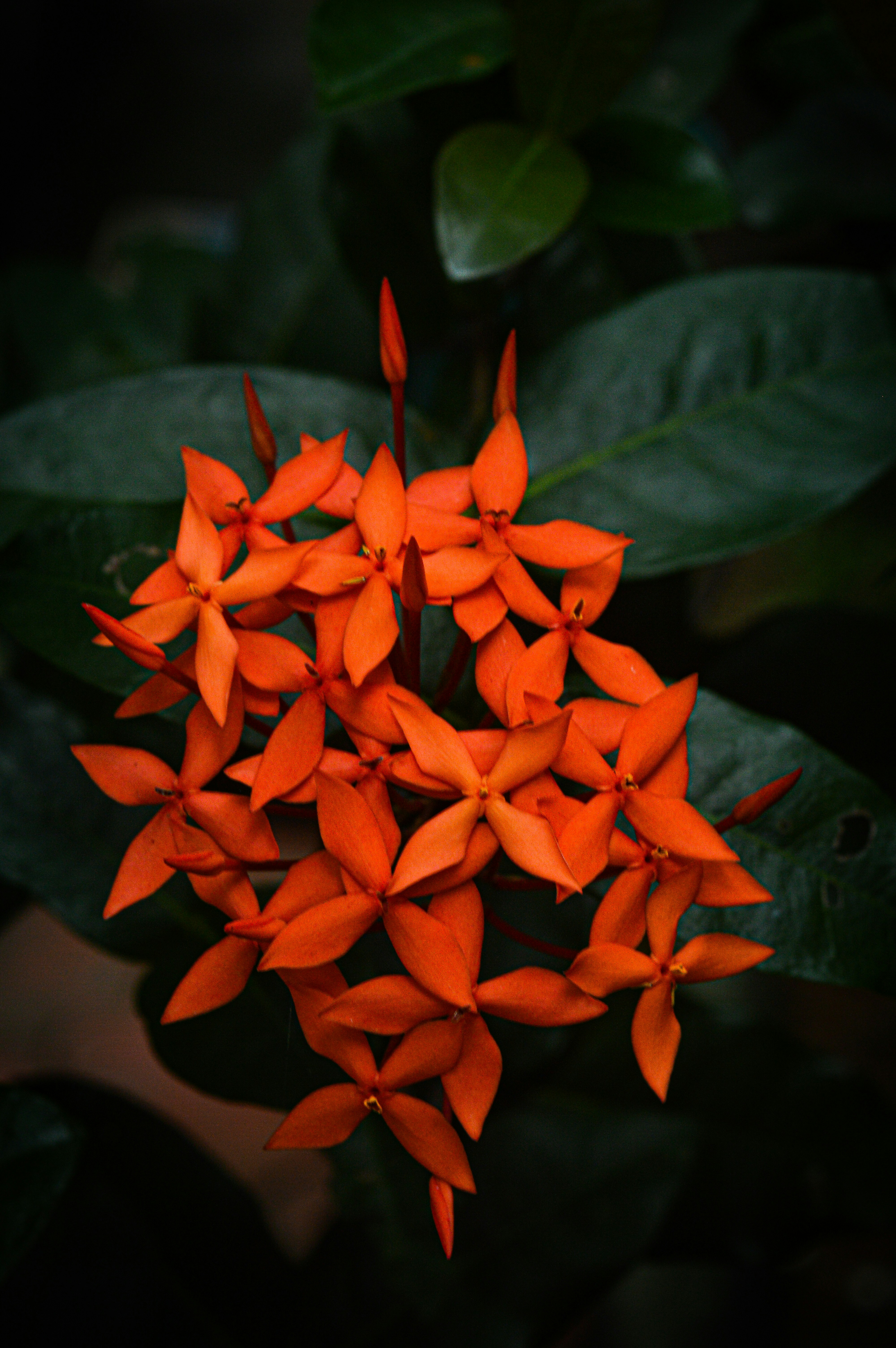 Photo by jithinvijayamohanan