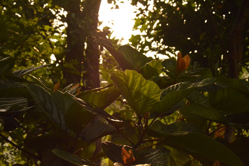 the sun shines through the leaves of a tree