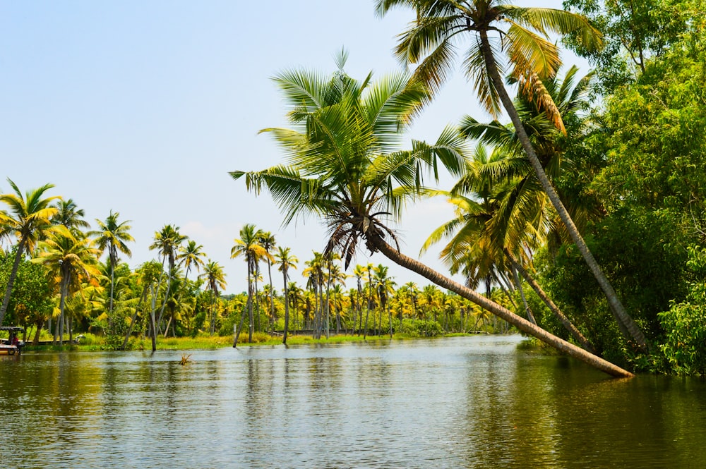 a body of water surrounded by palm trees