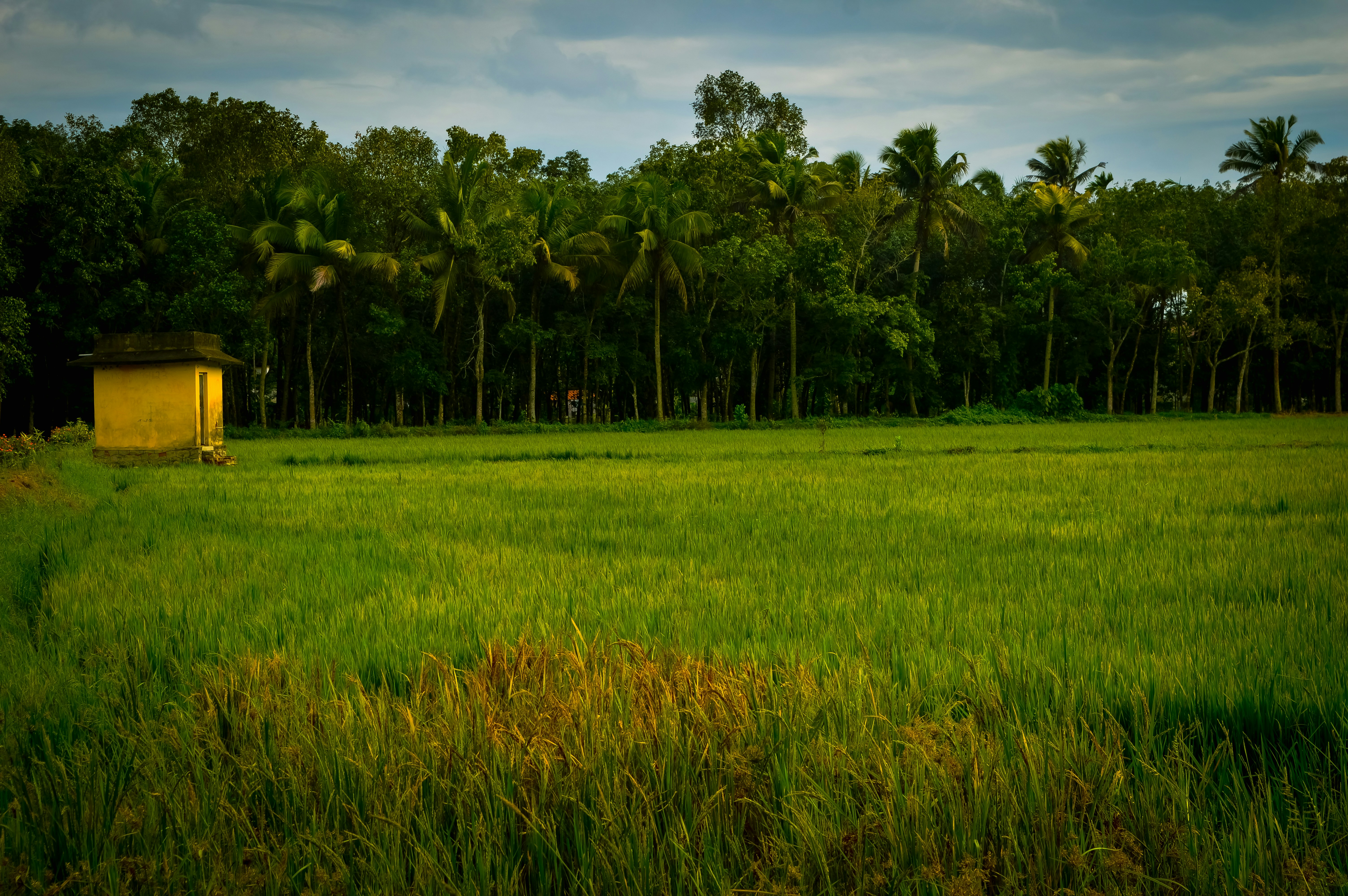 Photo by jithinvijayamohanan