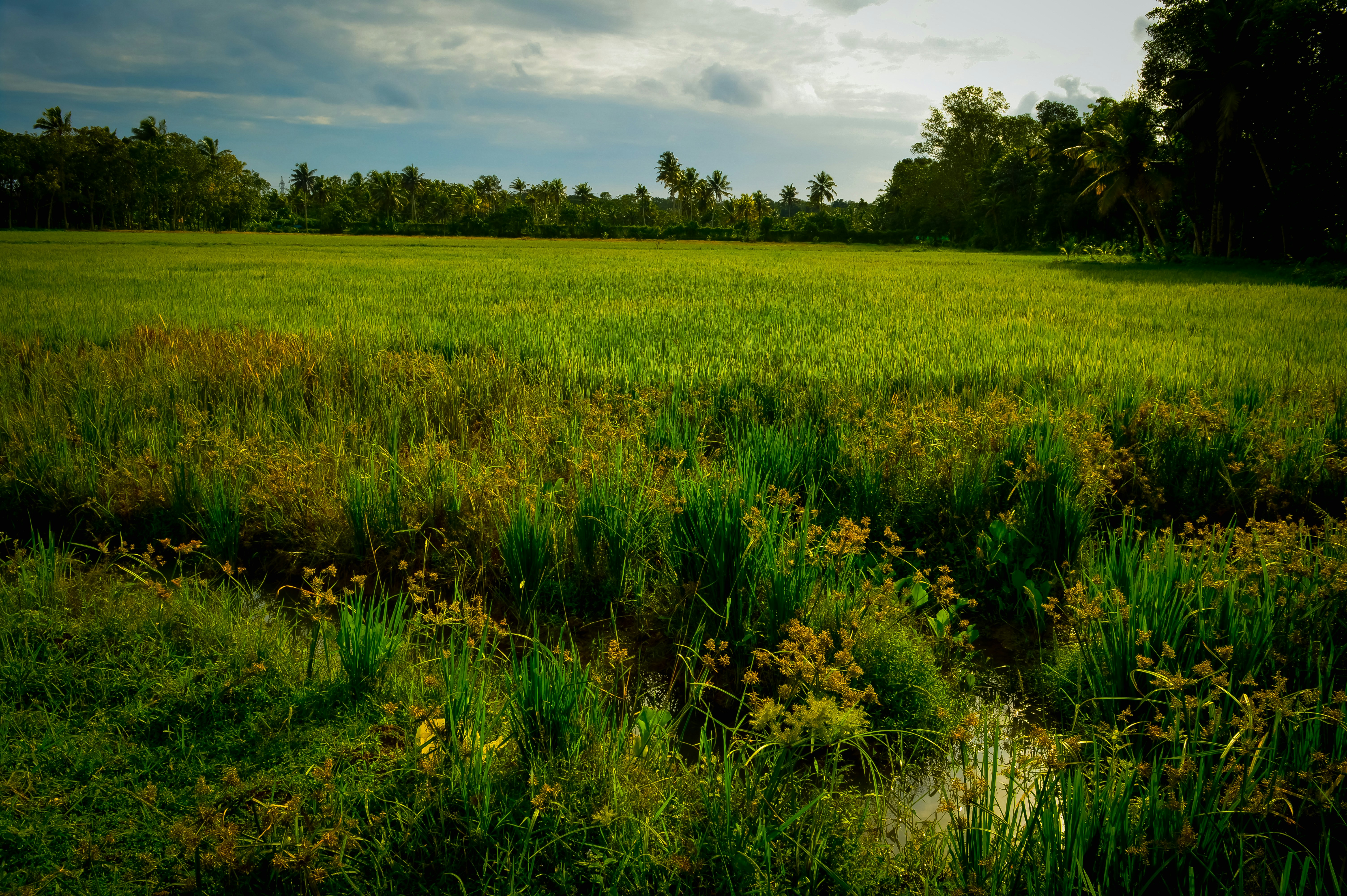 Photo by jithinvijayamohanan