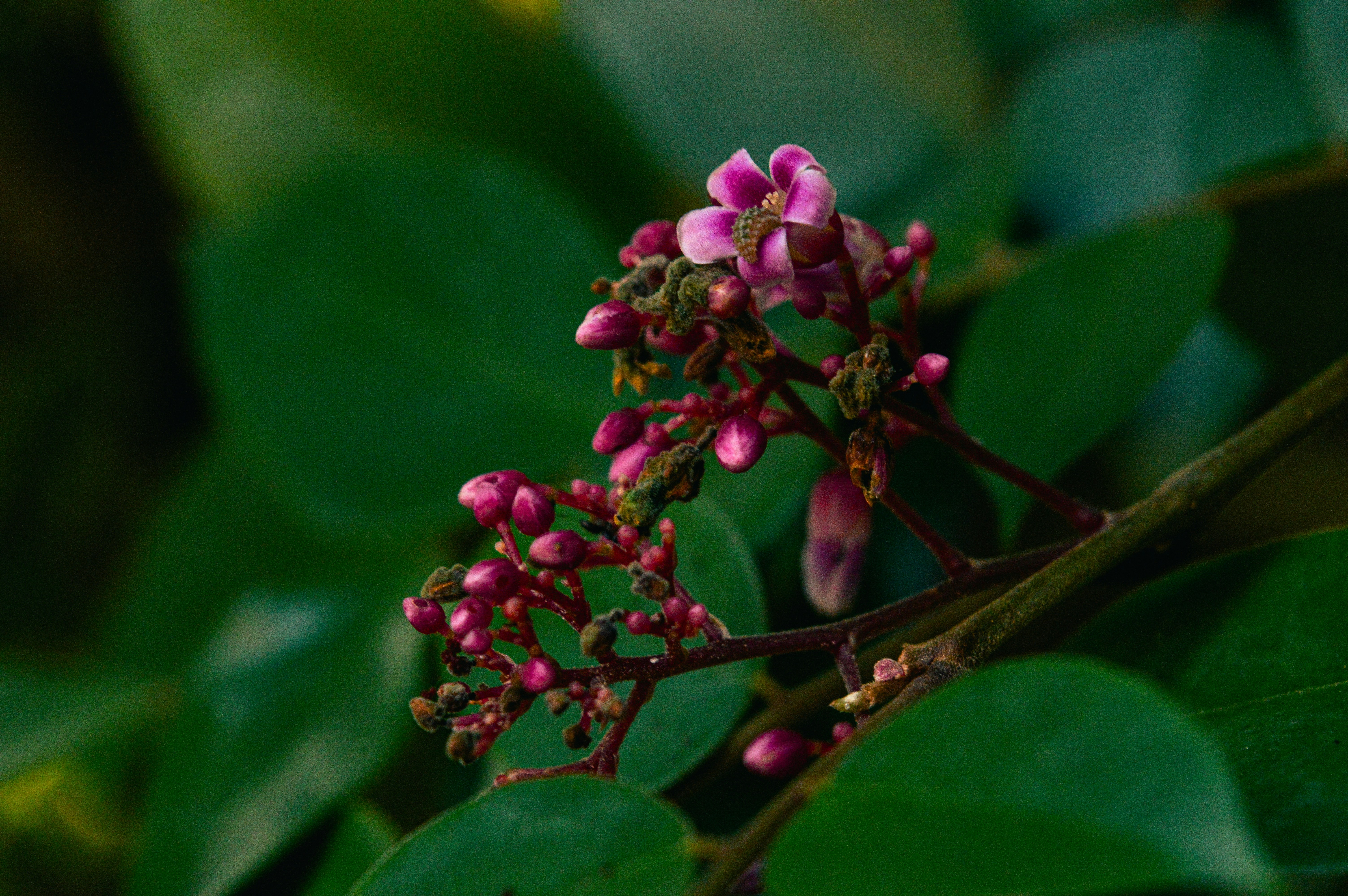 Photo by jithinvijayamohanan