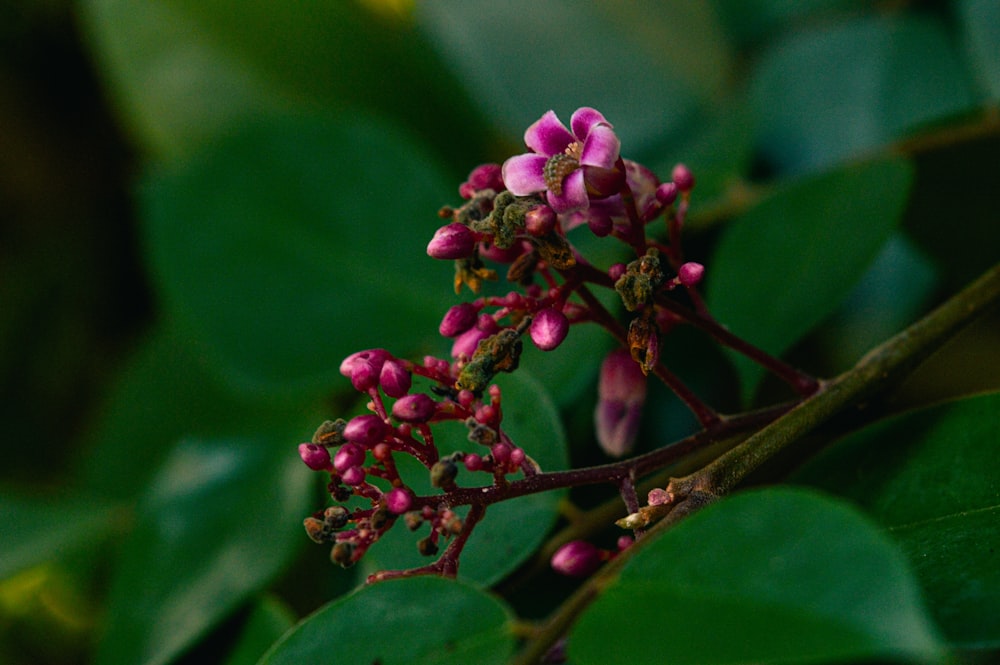 a close up of a flower on a tree branch