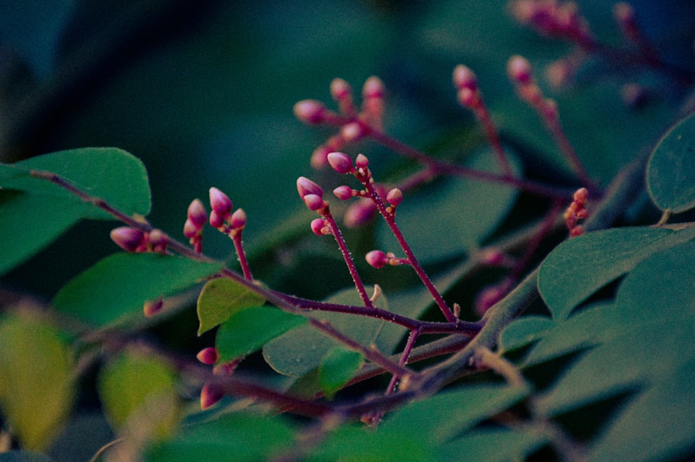 a close up of a plant with pink flowers