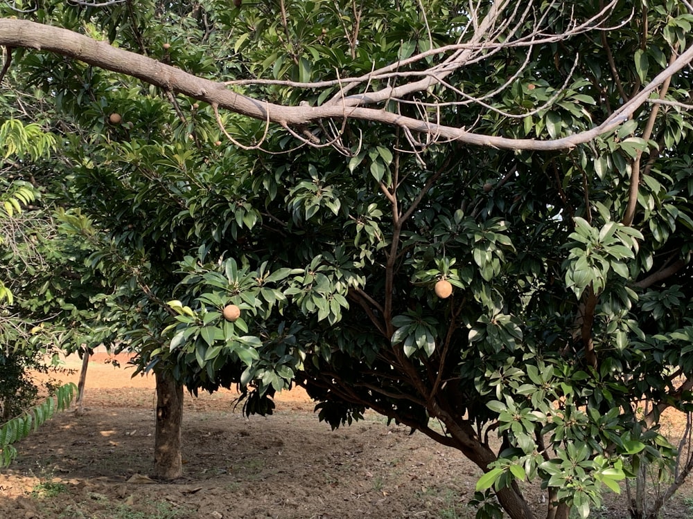 an orange tree with lots of fruit growing on it