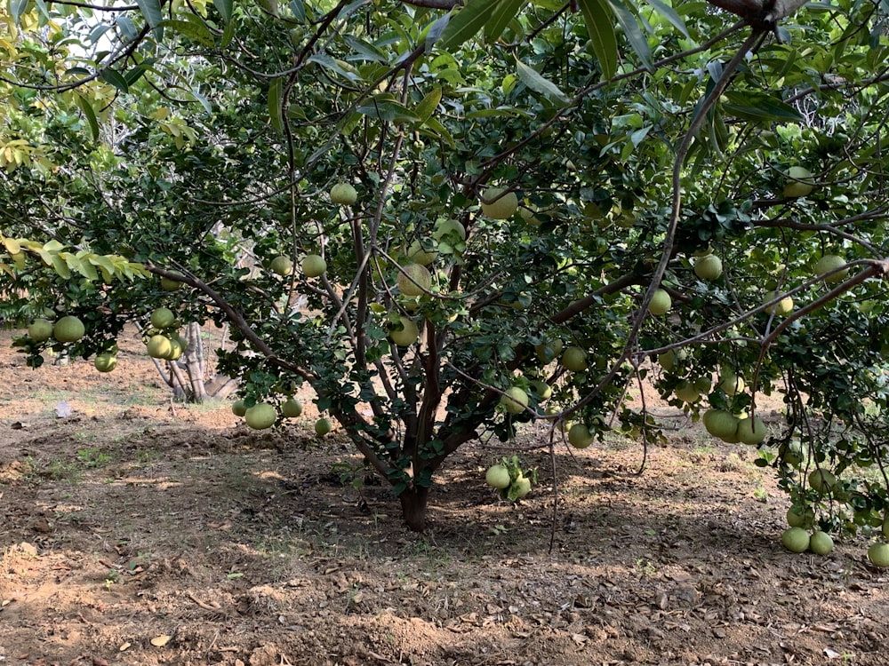 a tree with lots of green apples growing on it