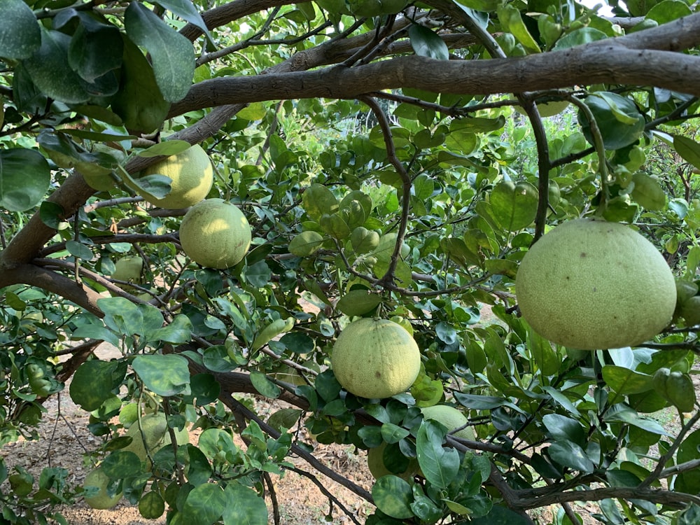 a tree filled with lots of green fruit