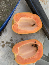 Close-up of halved papaya and vibrant ginger on a deep slate background, artfully lit.