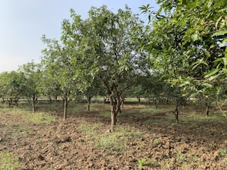 a field with a lot of trees in the middle of it