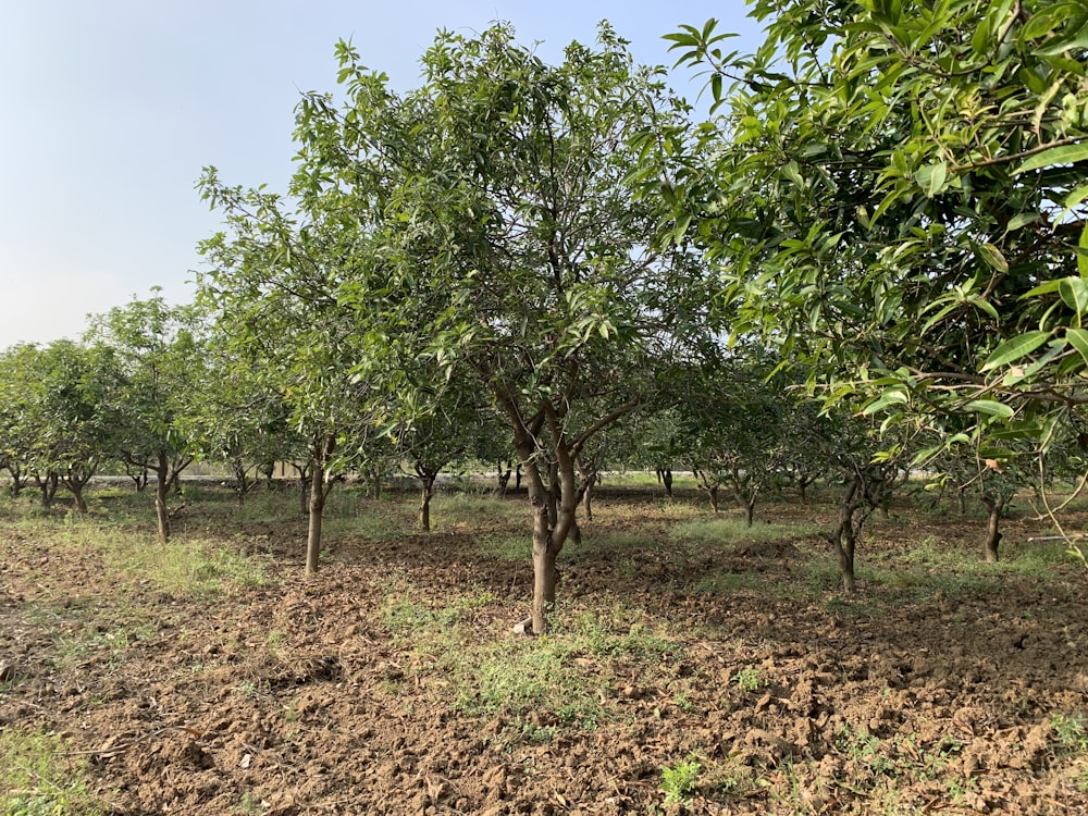 a field with a lot of trees in the middle of it