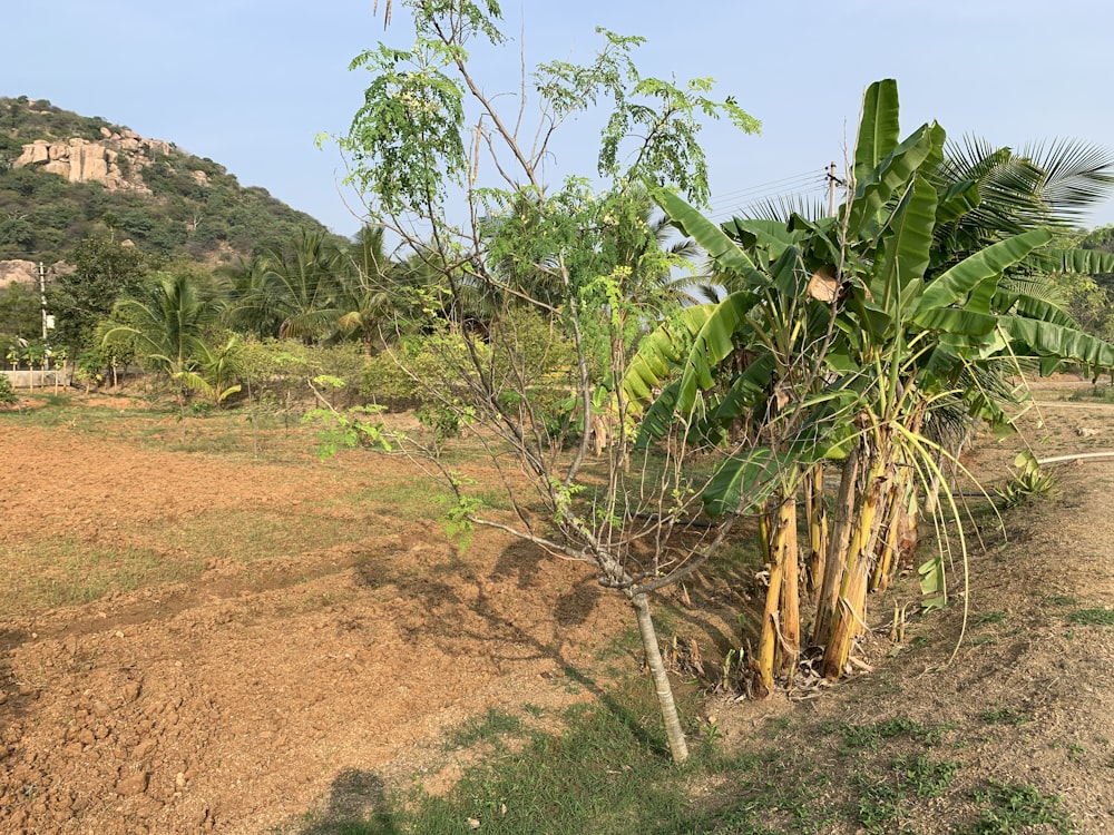 a banana tree in the middle of a field