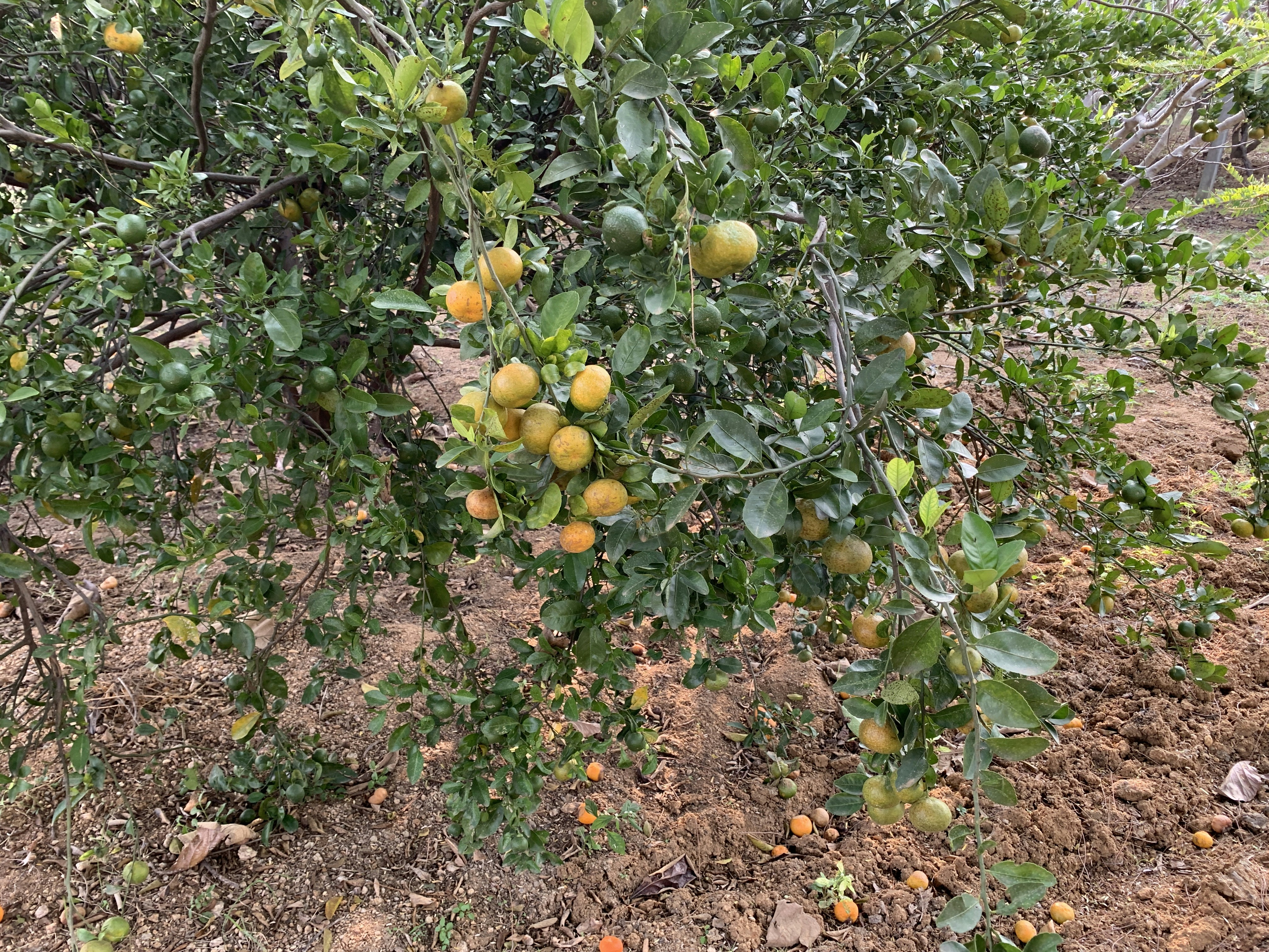 a tree filled with lots of ripe oranges