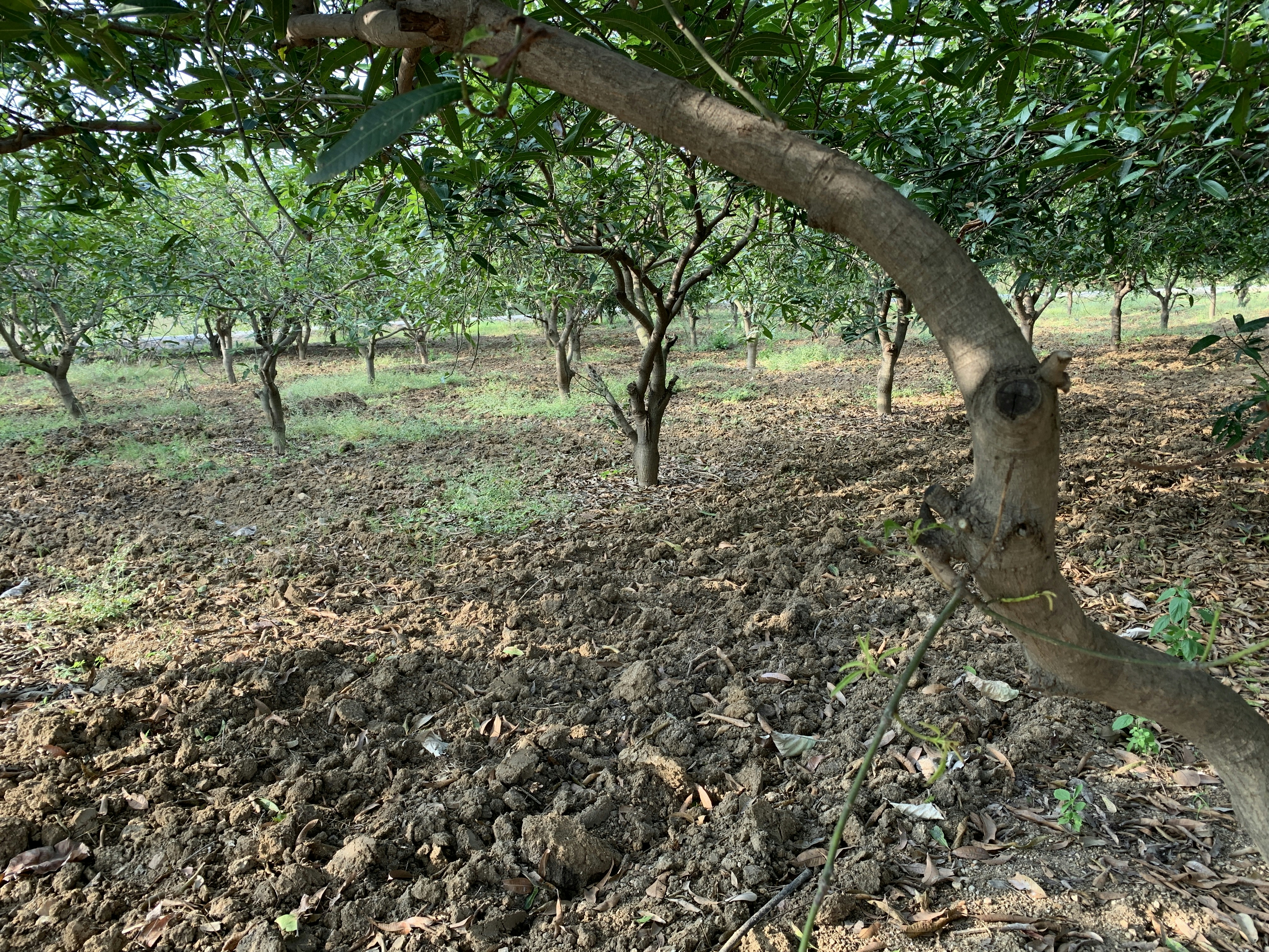 Impact on Agriculture and Human Health (image credits: unsplash)
