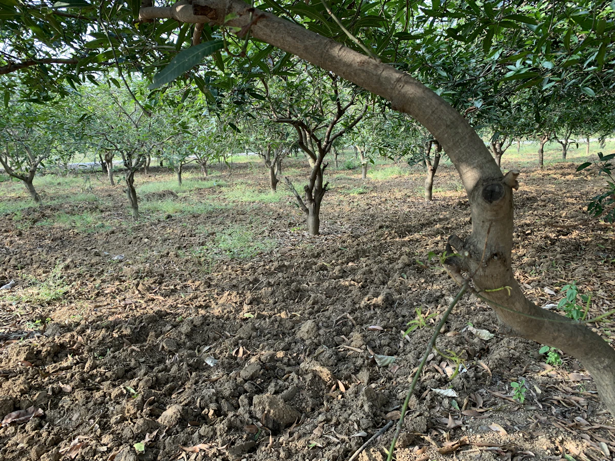 Kalahandi