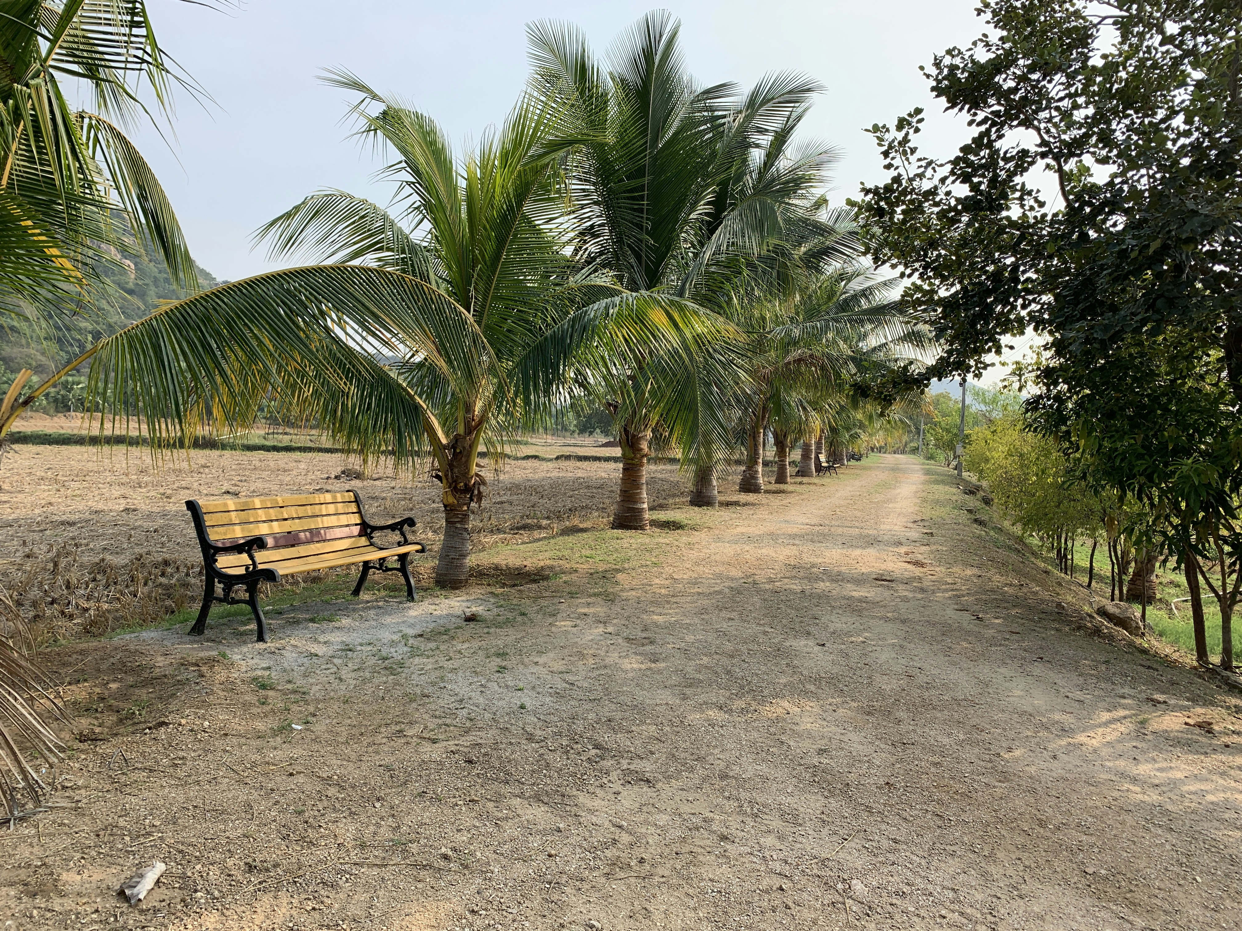 Coconut trees on a field walk way