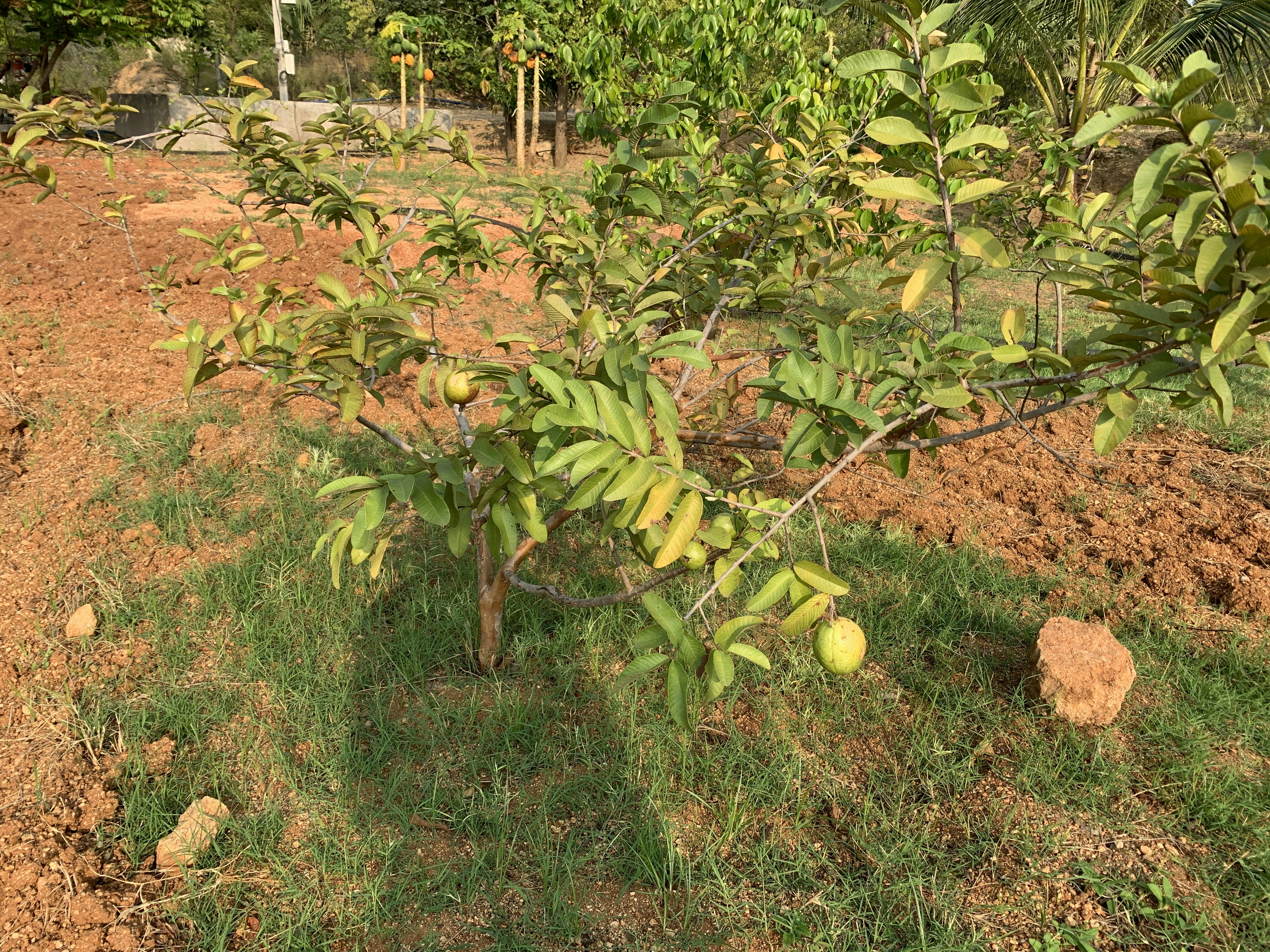 an apple tree in a field with lots of green leaves