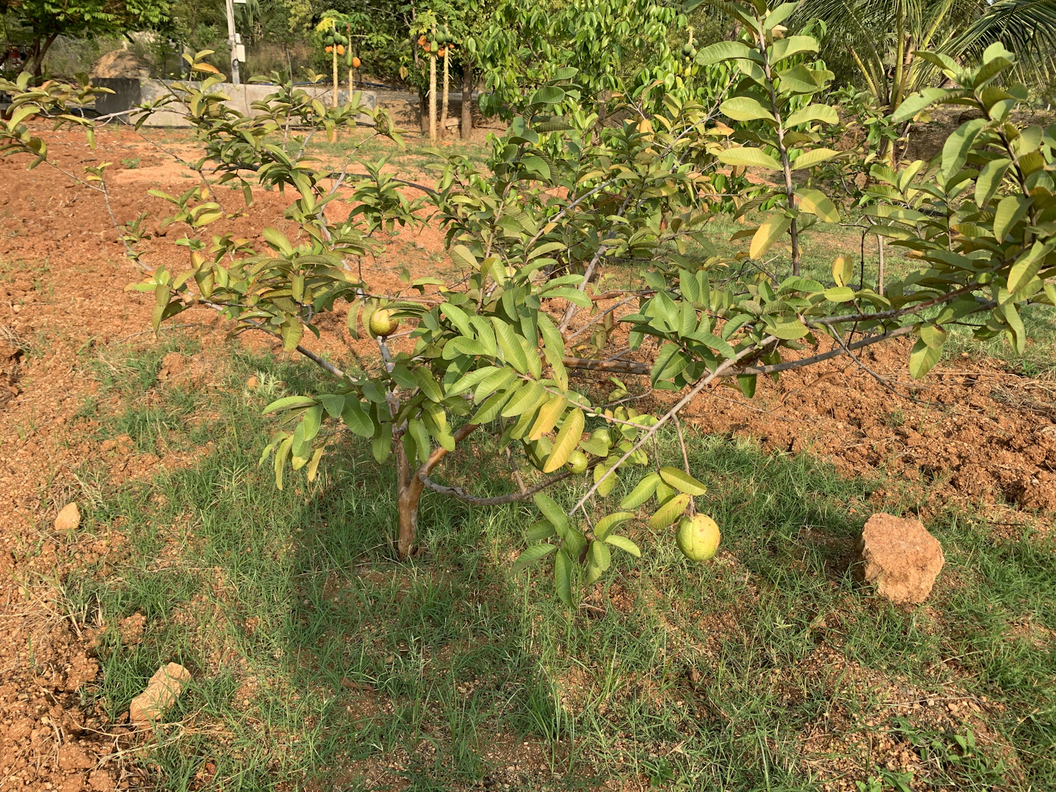 Grafted guava plant showing
    healthy green fruit in a balcony pot