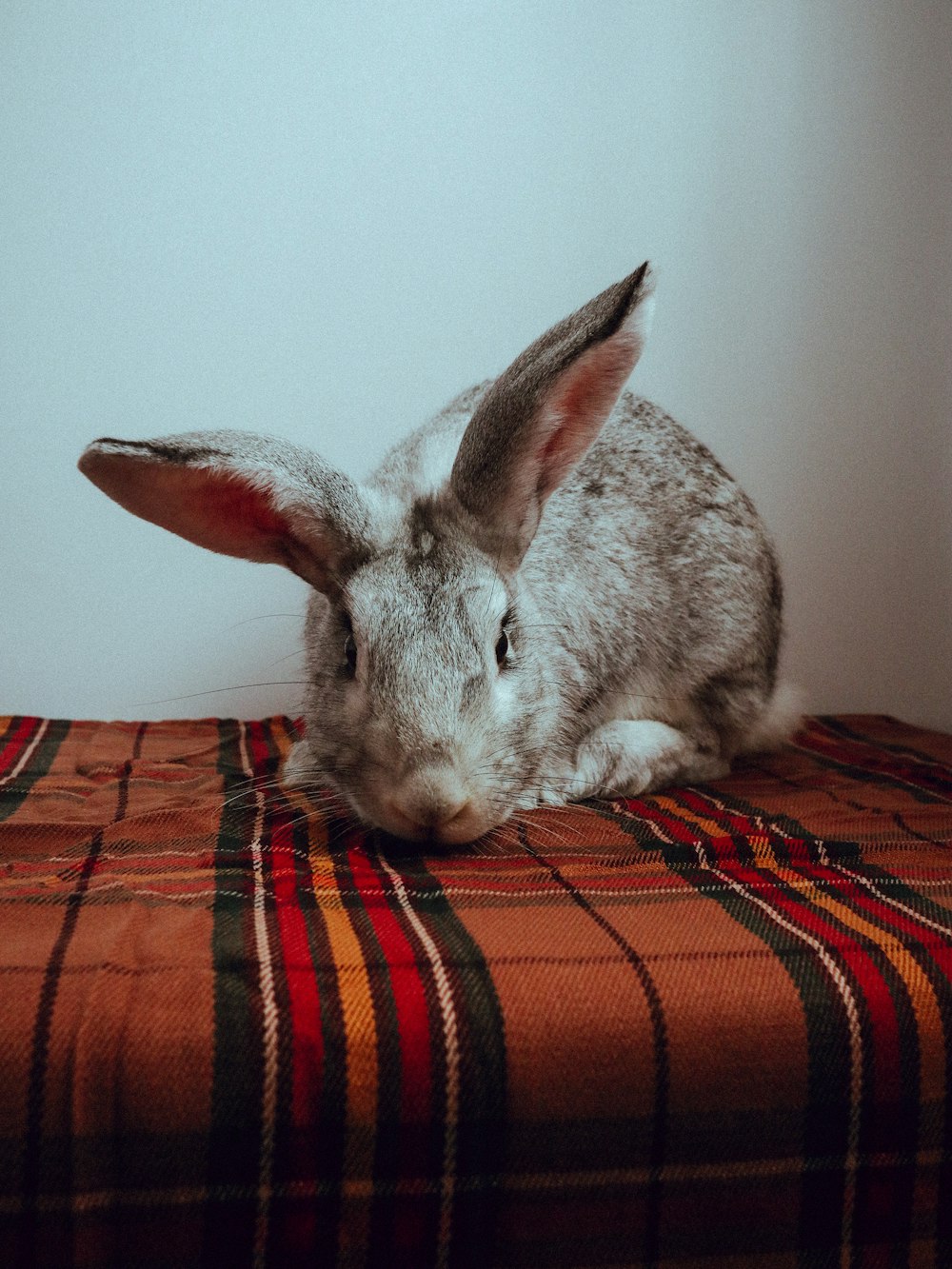 a gray rabbit sitting on top of a bed