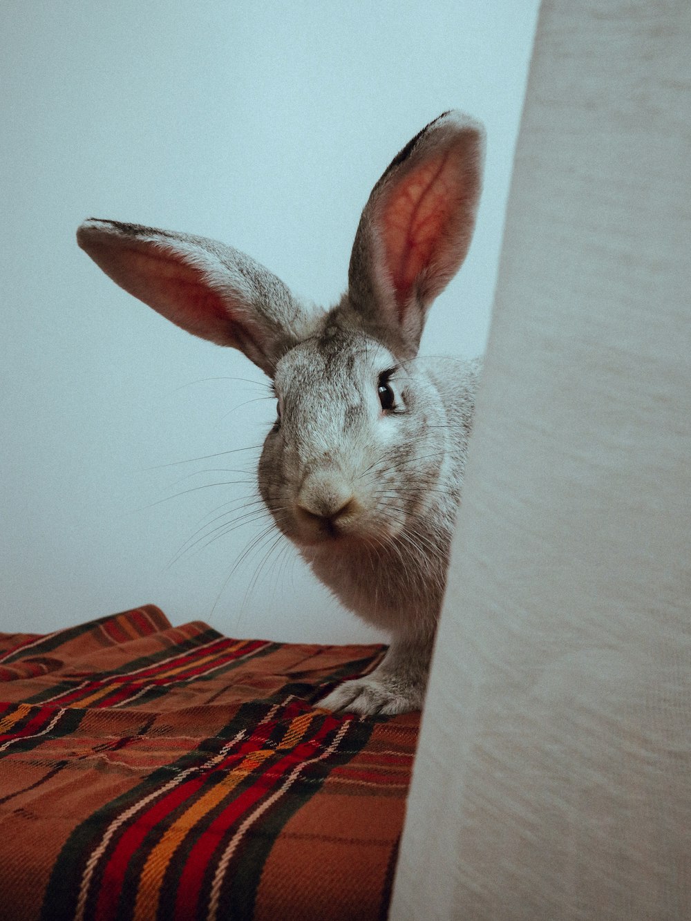 a rabbit sitting on top of a bed next to a wall