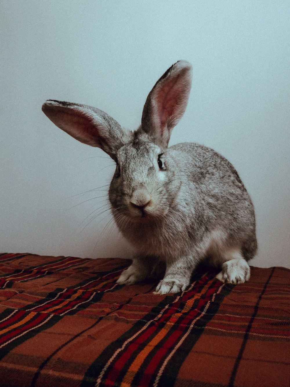 a gray rabbit sitting on top of a bed