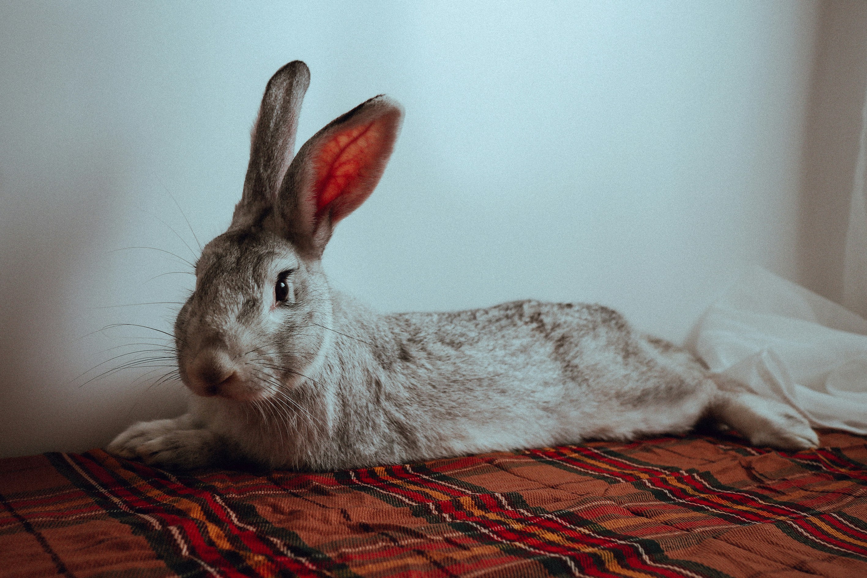 Un conejo gris sentado encima de una cama foto – Imagen de Animal gratuita  en Unsplash, image size:3000x1999