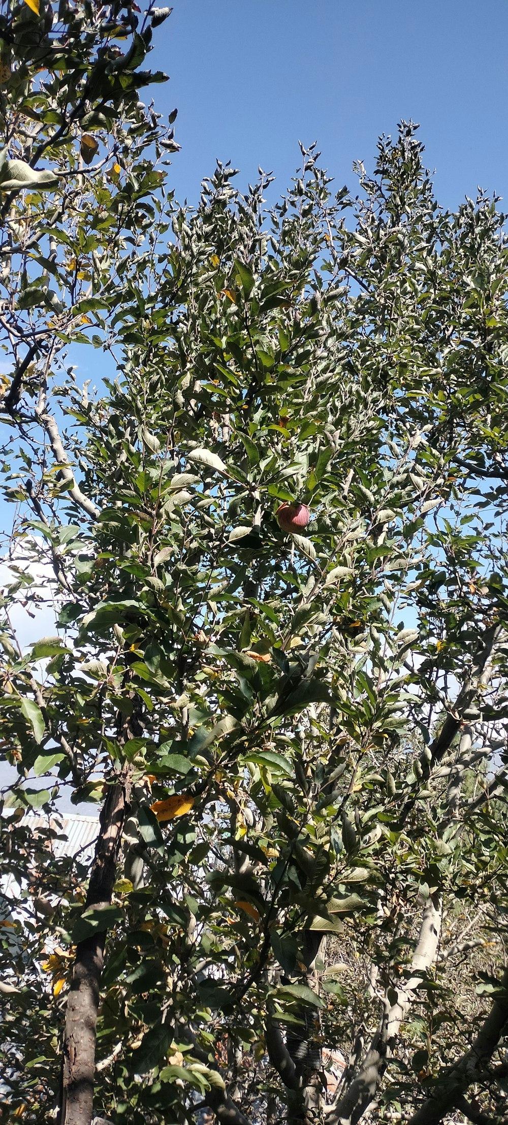 an apple tree with lots of fruit on it