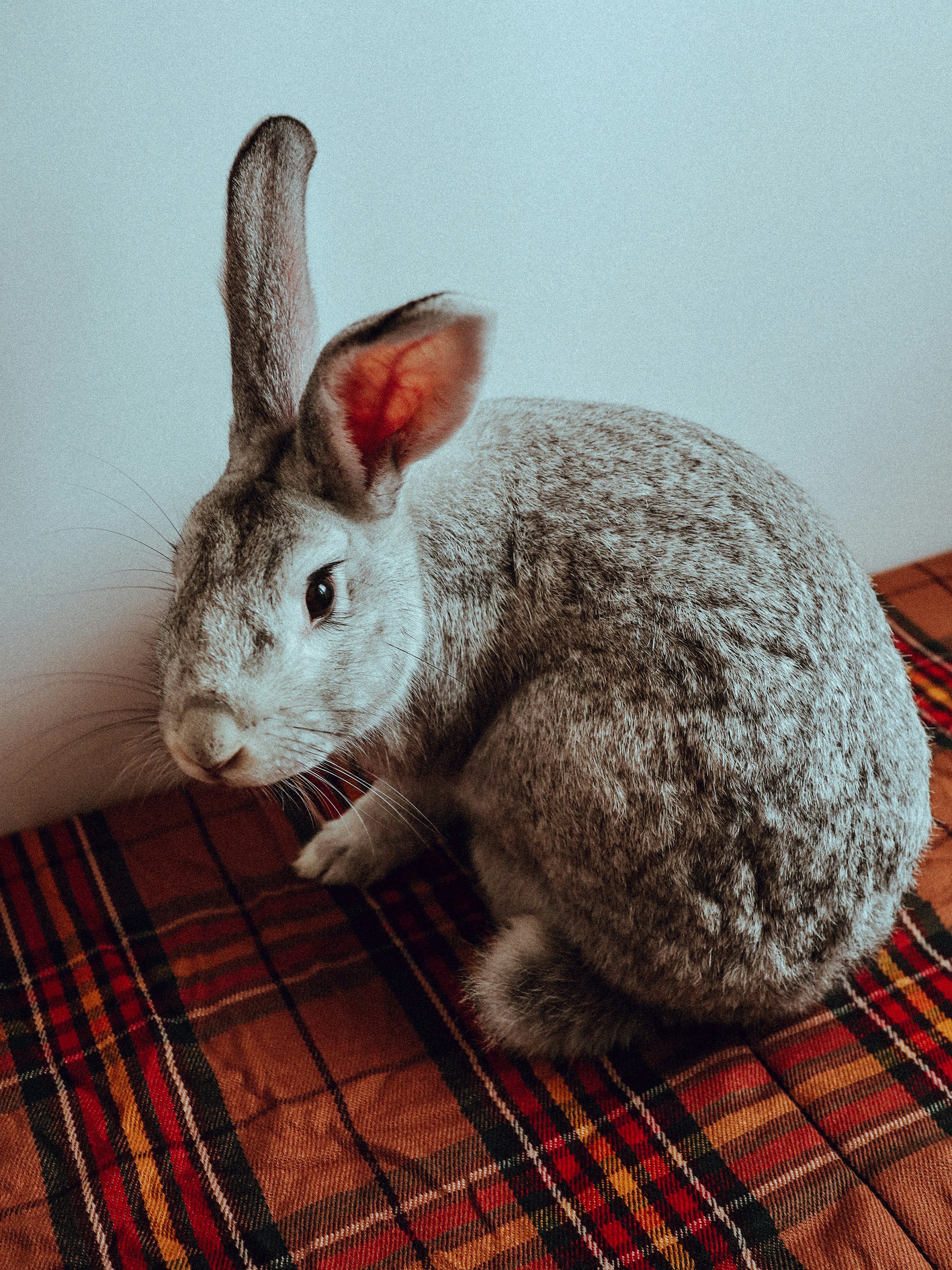 a gray rabbit sitting on top of a bed