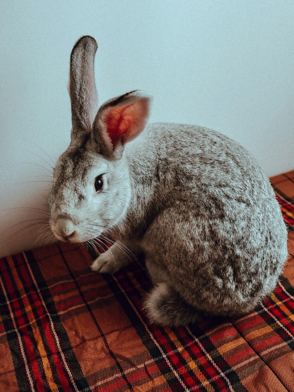 a gray rabbit sitting on top of a bed
