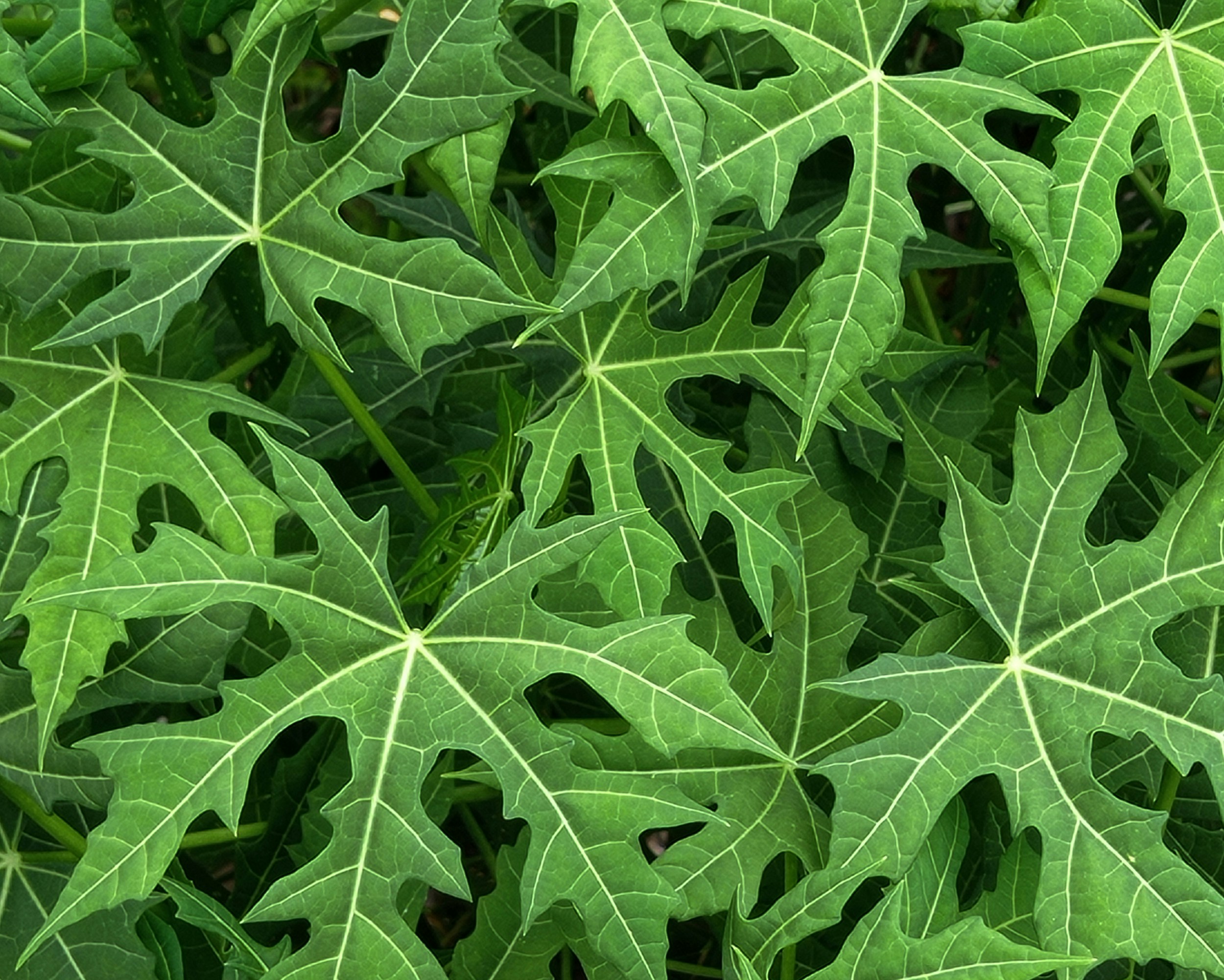 Gros plan d’une grande plante à feuilles vertes photo Photo Feuille — free download
