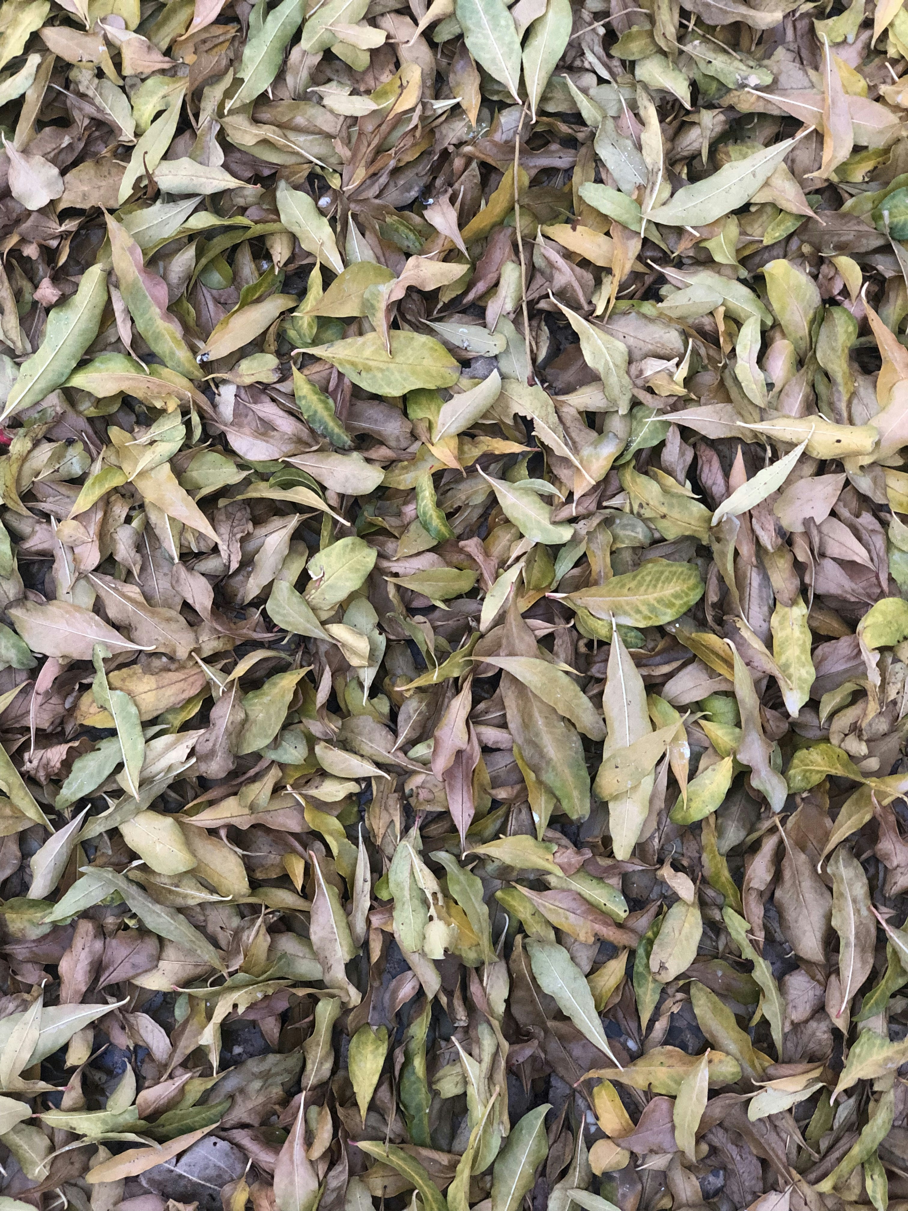 a bunch of leaves that are on the ground