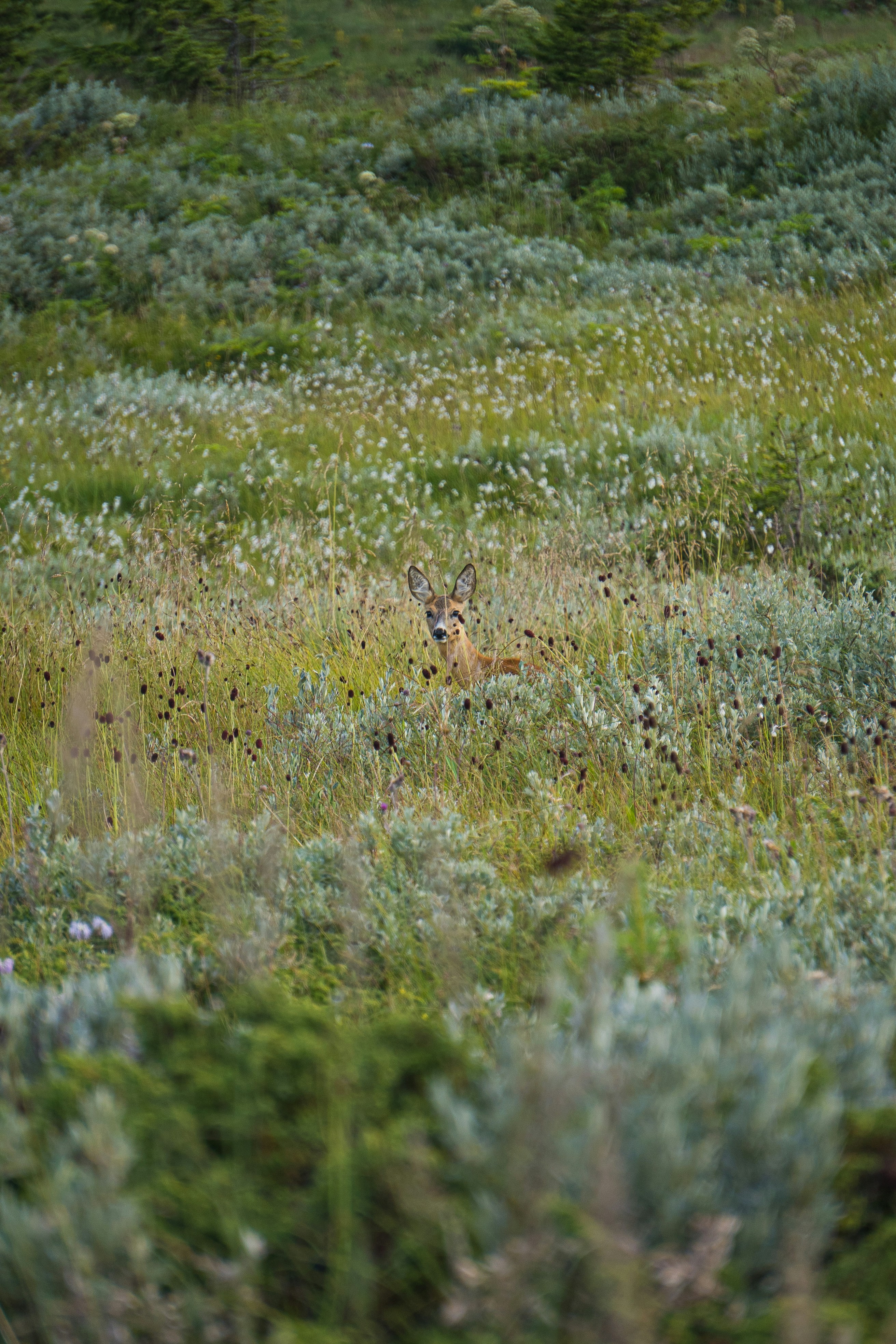 Photo by vencislavsh