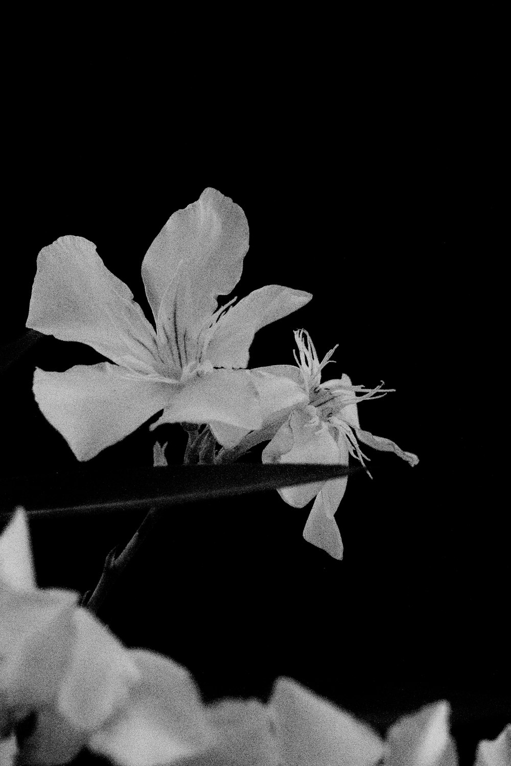 a black and white photo of a flower