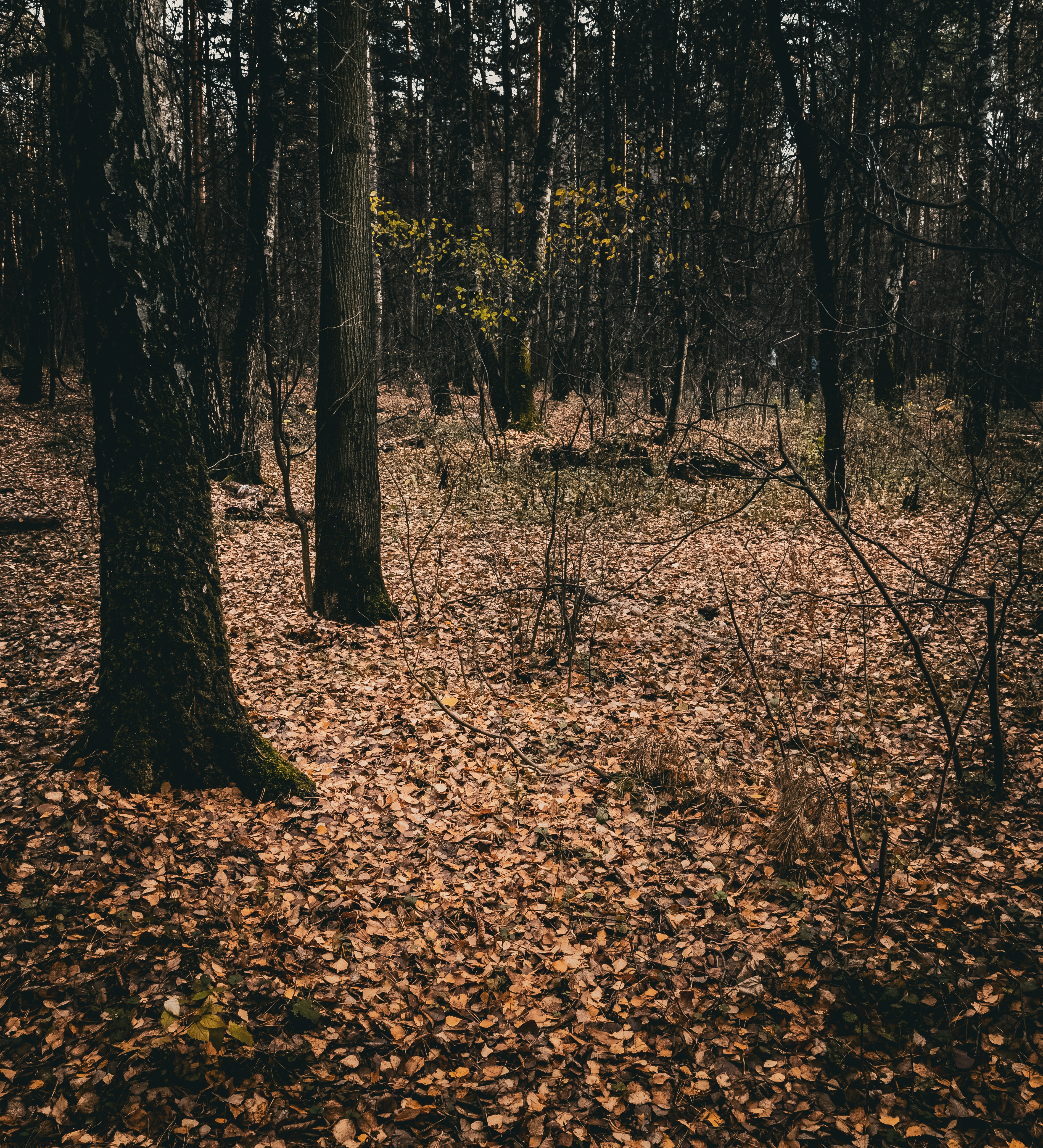 Limited Edition News: Bulova's Lunar Chronograph Reissue — First Hands-On from NYC Pop-Up