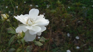 A single white rose bloom with delicate petals is prominently displayed. Surrounding the bloom are rosebuds in various stages of development. The background is a mix of green foliage and brown stems, with a hint of fallen petals scattered on the ground.