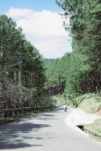 A rider cruising along a winding mountain road surrounded by pine forests in Dalhousie.