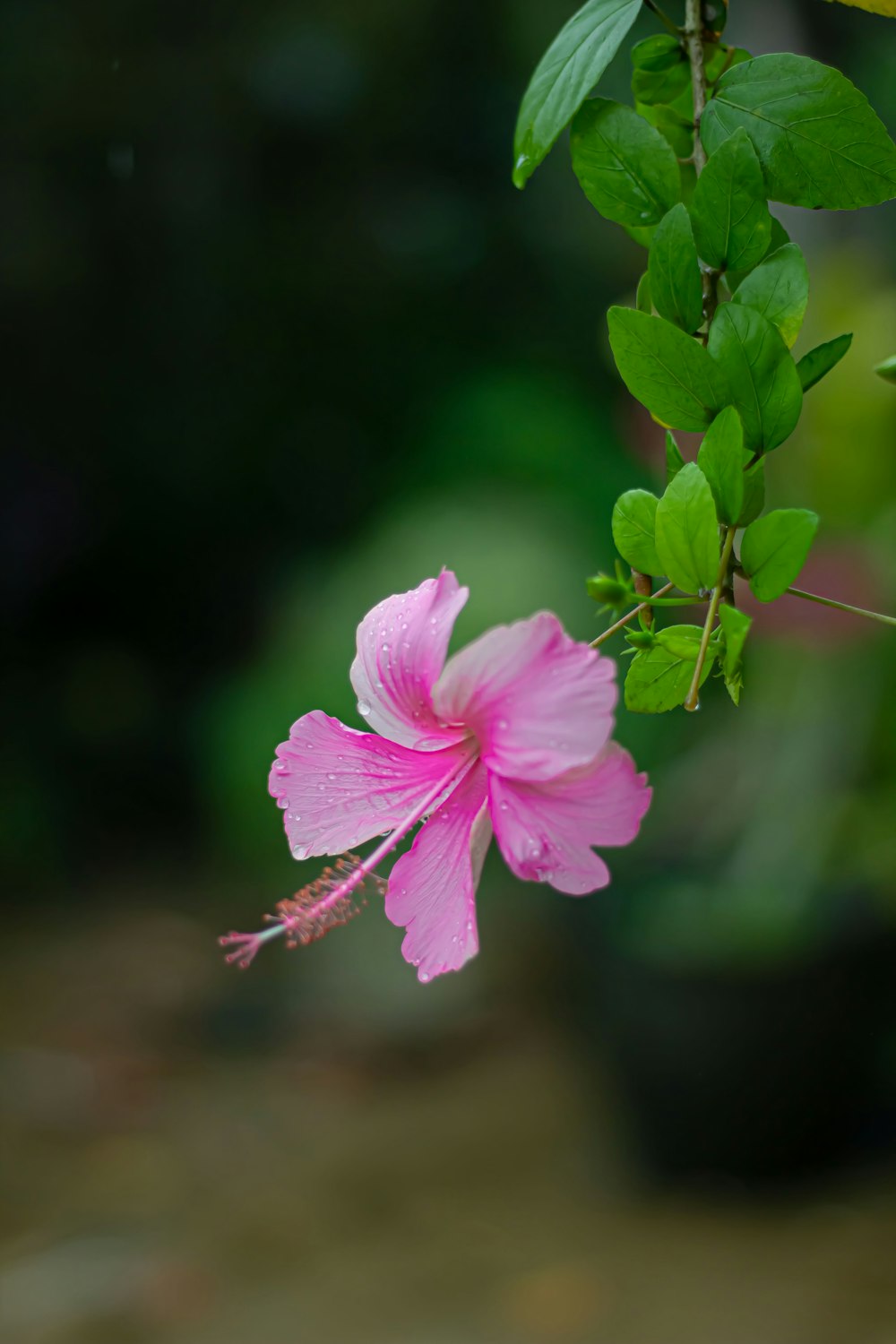 a pink flower with green leaves on a branch