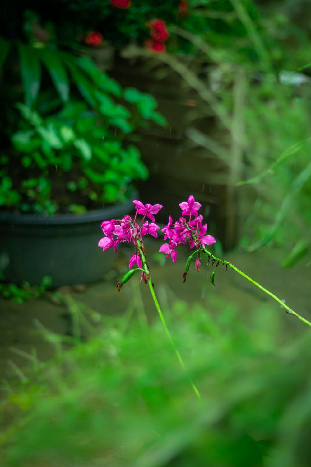 a pink flower is in the foreground and a potted plant in the background
