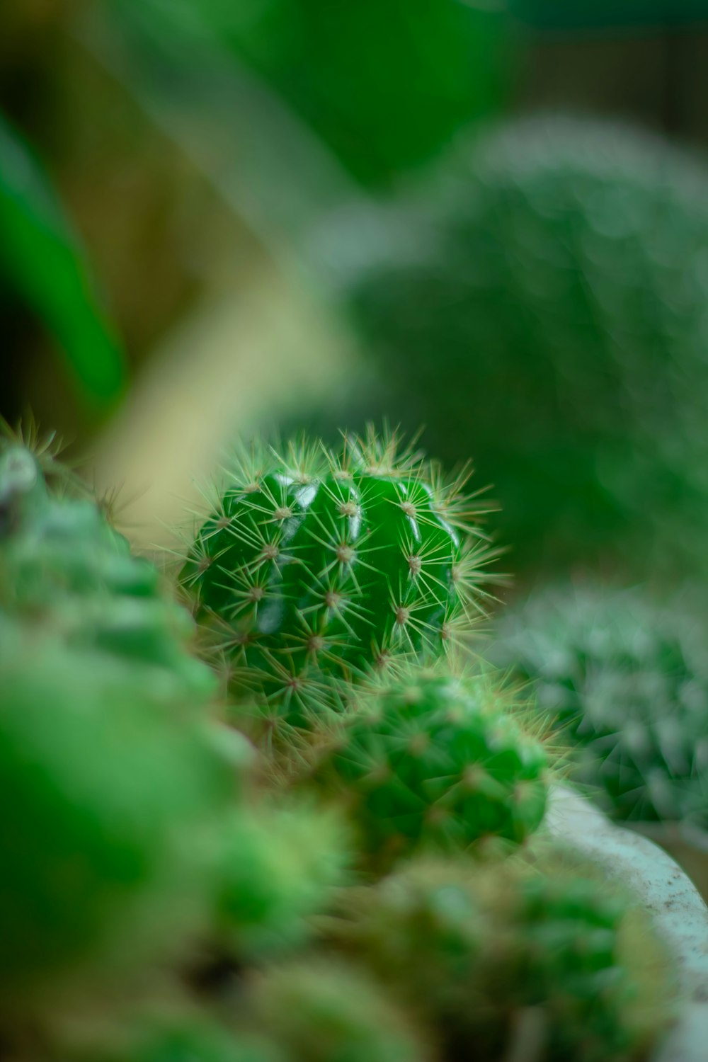 Gros plan d’une plante de cactus vert