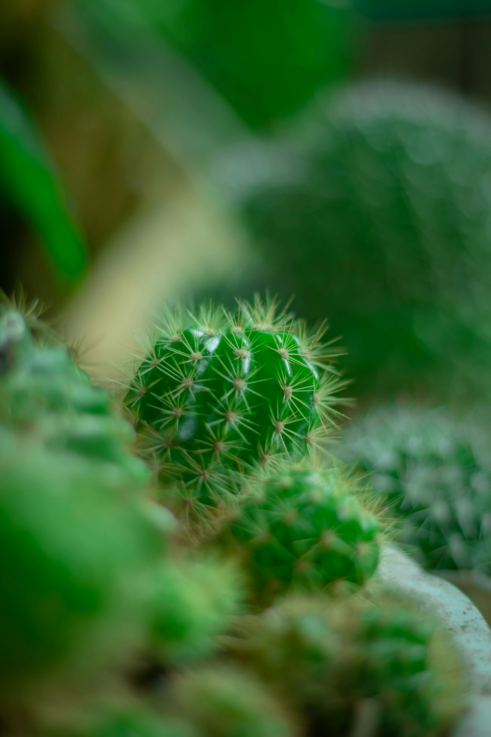 a close up of a green cactus plant